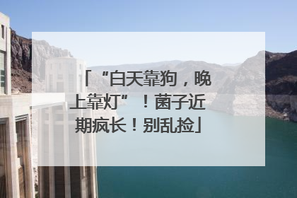 “白天靠狗，晚上靠灯”！菌子近期疯长！别乱捡