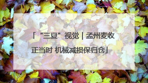 “三夏”视觉｜孟州麦收正当时 机械减损保归仓