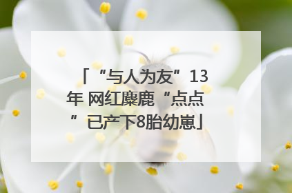 “与人为友”13年 网红麋鹿“点点”已产下8胎幼崽