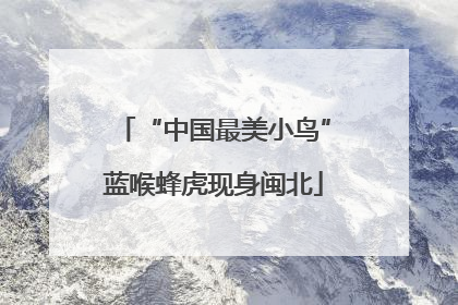 “中国最美小鸟”蓝喉蜂虎现身闽北