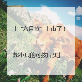 “六月黄”上市了！超小只的可按斤买