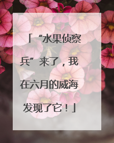 “水果侦察兵”来了，我在六月的威海发现了它！