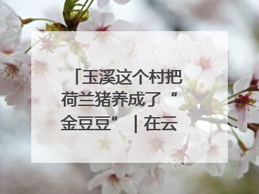 玉溪这个村把荷兰猪养成了“金豆豆”｜在云南样样好