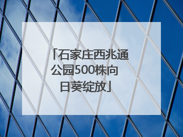 石家庄西兆通公园500株向日葵绽放