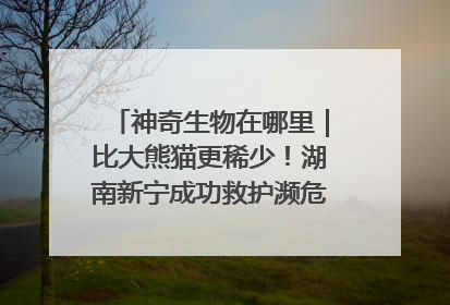 神奇生物在哪里｜比大熊猫更稀少！湖南新宁成功救护濒危鸟类海南鳽