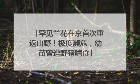 罕见兰花在京首次重返山野！极度濒危，幼苗曾遭野猪啃食