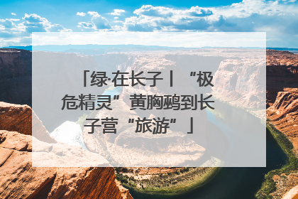 绿·在长子丨“极危精灵”黄胸鹀到长子营“旅游”