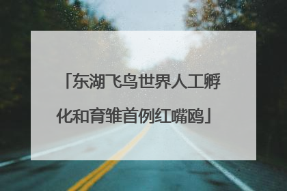 东湖飞鸟世界人工孵化和育雏首例红嘴鸥
