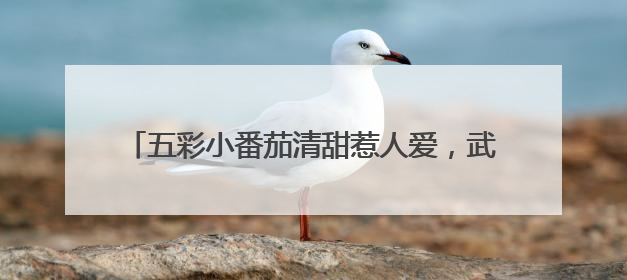 五彩小番茄清甜惹人爱，武汉种博会上好多“尖板眼”