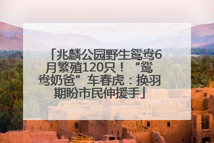 兆麟公园野生鸳鸯6月繁殖120只！“鸳鸯奶爸”车春虎：换羽期盼市民伸援手