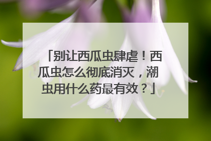 别让西瓜虫肆虐！西瓜虫怎么彻底消灭，潮虫用什么药最有效？
