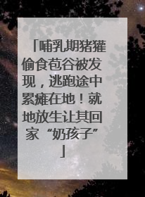 哺乳期猪獾偷食苞谷被发现，逃跑途中累瘫在地！就地放生让其回家“奶孩子”