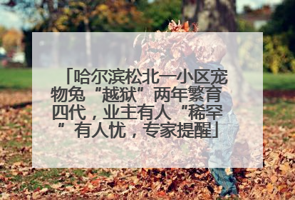 哈尔滨松北一小区宠物兔“越狱”两年繁育四代，业主有人“稀罕”有人忧，专家提醒