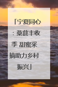 宁夏同心：桑葚丰收季 甜蜜采摘助力乡村振兴