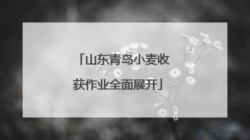山东青岛小麦收获作业全面展开
