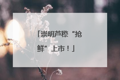 崇明芦穄“抢鲜”上市！