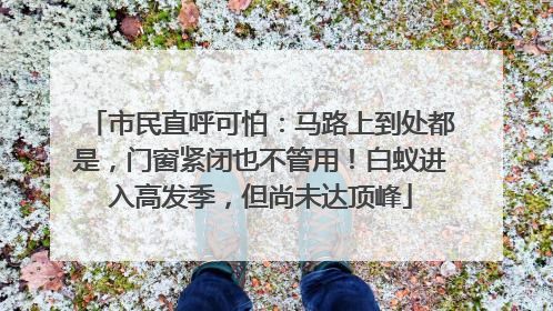 市民直呼可怕：马路上到处都是，门窗紧闭也不管用！白蚁进入高发季，但尚未达顶峰