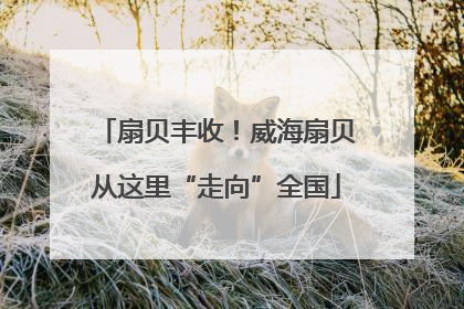 扇贝丰收！威海扇贝从这里“走向”全国