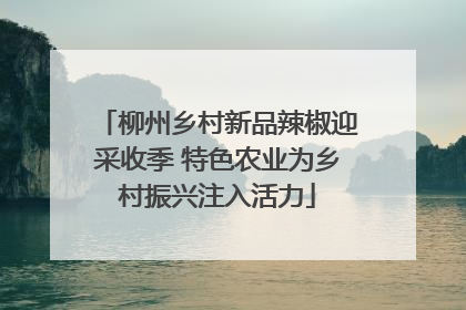 柳州乡村新品辣椒迎采收季 特色农业为乡村振兴注入活力