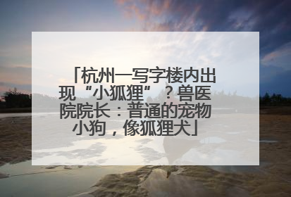 杭州一写字楼内出现“小狐狸”？兽医院院长：普通的宠物小狗，像狐狸犬