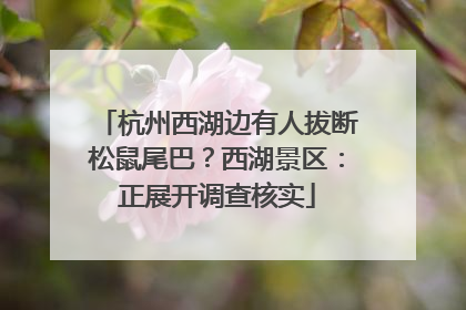 杭州西湖边有人拔断松鼠尾巴？西湖景区：正展开调查核实
