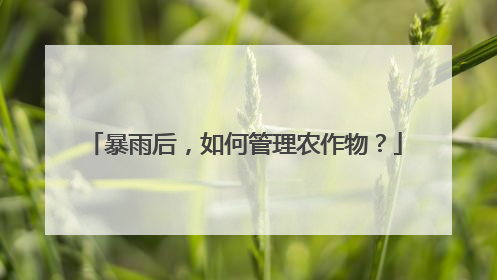 暴雨后，如何管理农作物？