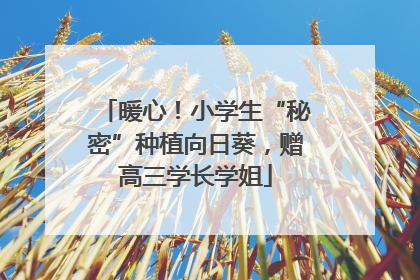 暖心！小学生“秘密”种植向日葵，赠高三学长学姐