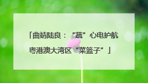 曲靖陆良：“蔬”心电护航粤港澳大湾区“菜篮子”