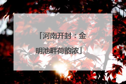 河南开封：金明池畔荷韵浓