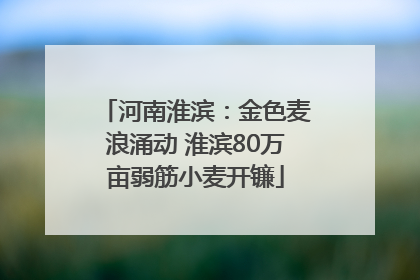 河南淮滨：金色麦浪涌动 淮滨80万亩弱筋小麦开镰