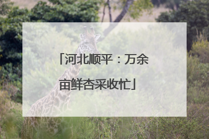 河北顺平：万余亩鲜杏采收忙