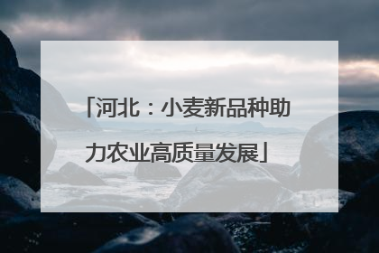 河北：小麦新品种助力农业高质量发展