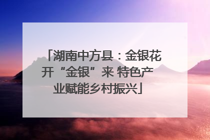 湖南中方县：金银花开“金银”来 特色产业赋能乡村振兴