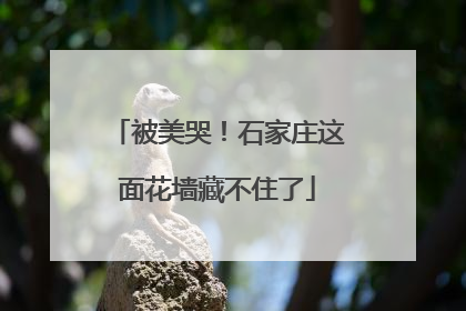 被美哭！石家庄这面花墙藏不住了