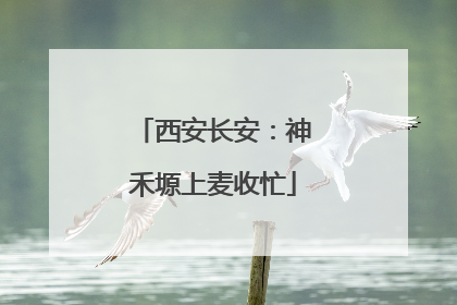西安长安：神禾塬上麦收忙