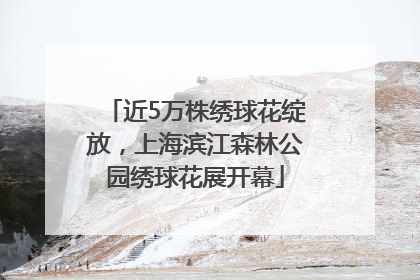 近5万株绣球花绽放，上海滨江森林公园绣球花展开幕