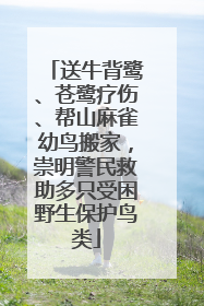 送牛背鹭、苍鹭疗伤、帮山麻雀幼鸟搬家，崇明警民救助多只受困野生保护鸟类