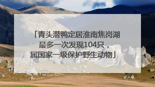 青头潜鸭定居淮南焦岗湖 最多一次发现104只，属国家一级保护野生动物