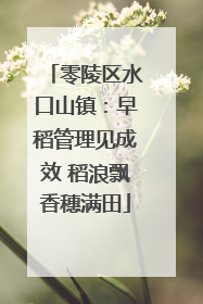 零陵区水口山镇：早稻管理见成效 稻浪飘香穗满田