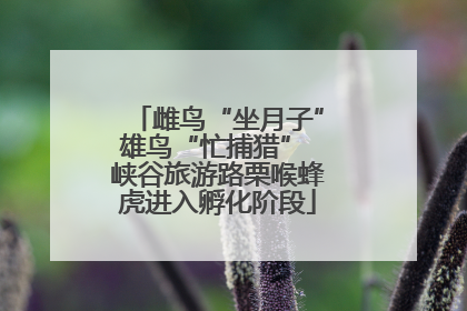 雌鸟“坐月子”雄鸟“忙捕猎” 峡谷旅游路栗喉蜂虎进入孵化阶段