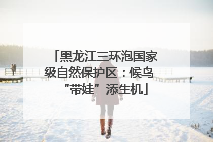 黑龙江三环泡国家级自然保护区：候鸟“带娃”添生机
