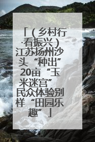 （乡村行·看振兴）江苏扬州沙头“种出”20亩“玉米迷宫” 民众体验别样“田园乐趣”